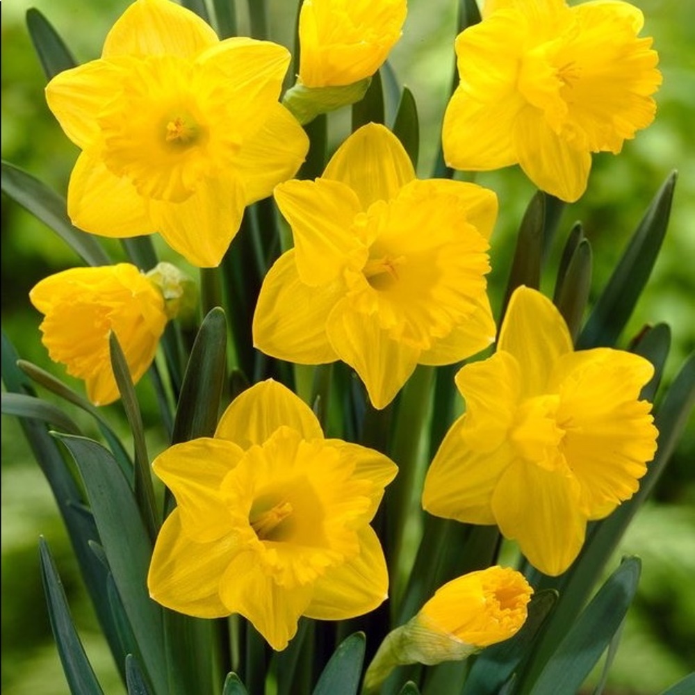 Meet your Posher, Joy